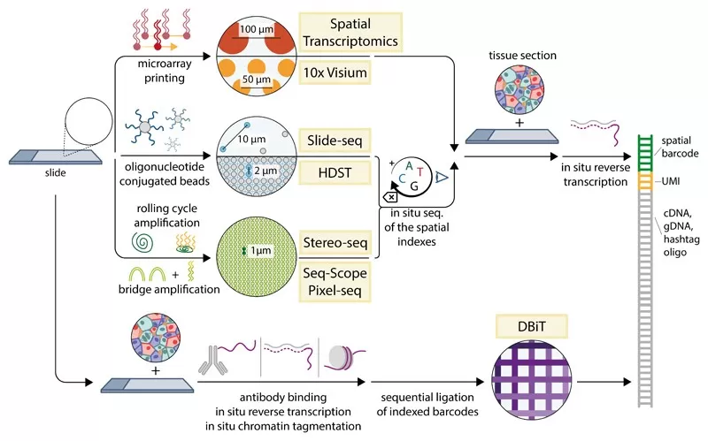 Spatial Barcode Method (Bressan et al. Science. 2023)